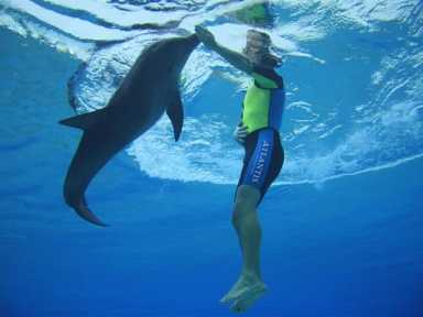 Dolphin Adventure