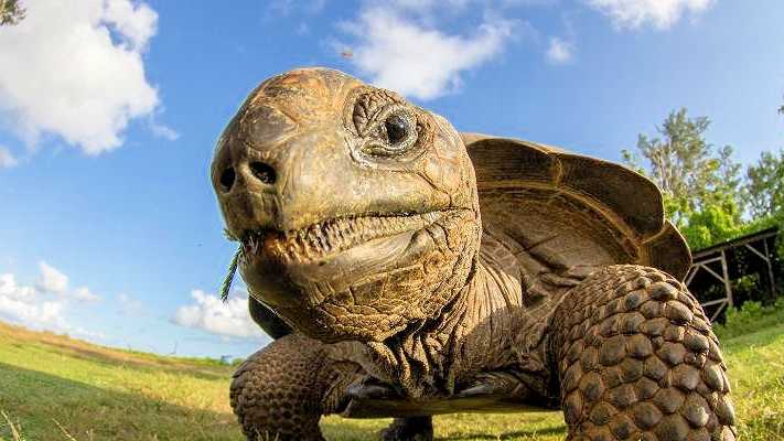 Nahaufnahme einer Riesenschildkröte auf den Seychellen in natürlicher Umgebung mit blauem Himmel und grüner Vegetation