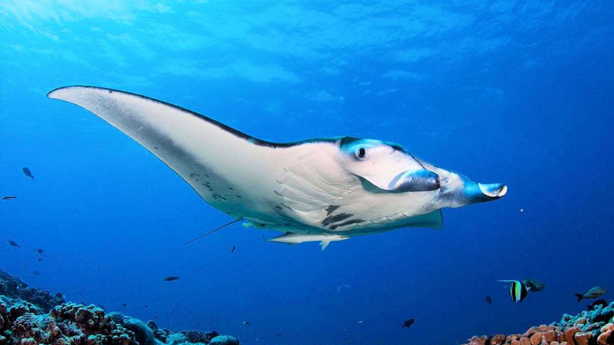 Manta-Rochen in den klaren Gewässern der Malediven, umgeben von Korallen und tropischen Fischen