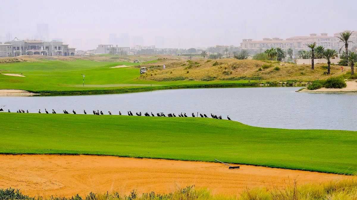 Golfplatz mit gepflegtem Grün, einem Wasserhindernis und Vögeln am Ufer, im Hintergrund moderne Gebäude und Palmen
